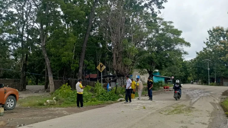 TRC BPBD Belu Geser Pohon Tumbang