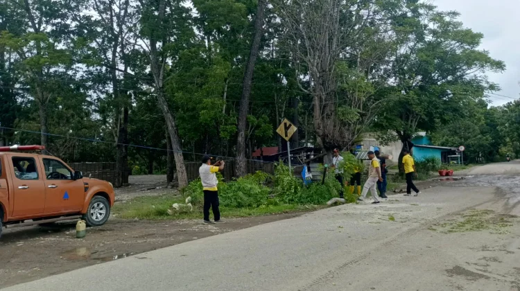 TRC BPBD Belu Geser Pohon Tumbang