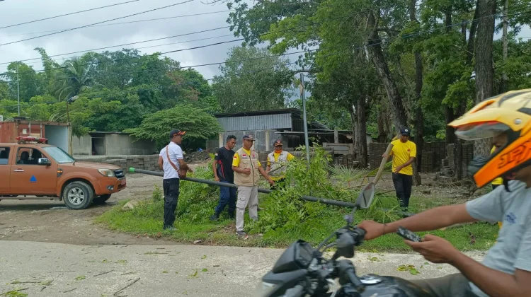 TRC BPBD Belu Geser Pohon Tumbang