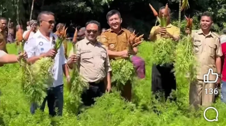 Bupati Belu dan Ketua DPRD Belu Panen Wortel Milik Petani
