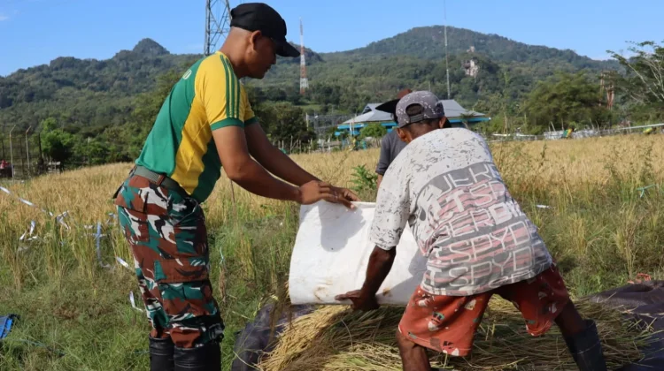Satgas Yonarmed 12 Bantu Petani Panen di Perbatasan