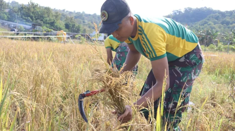 Satgas Yonarmed 12 Bantu Petani Panen di Perbatasan