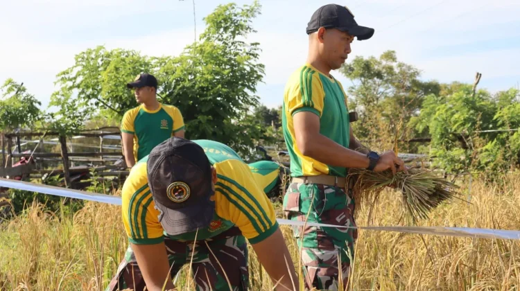 Satgas Yonarmed 12 Bantu Petani Panen di Perbatasan