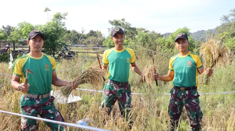 Satgas Yonarmed 12 Bantu Petani Panen di Perbatasan