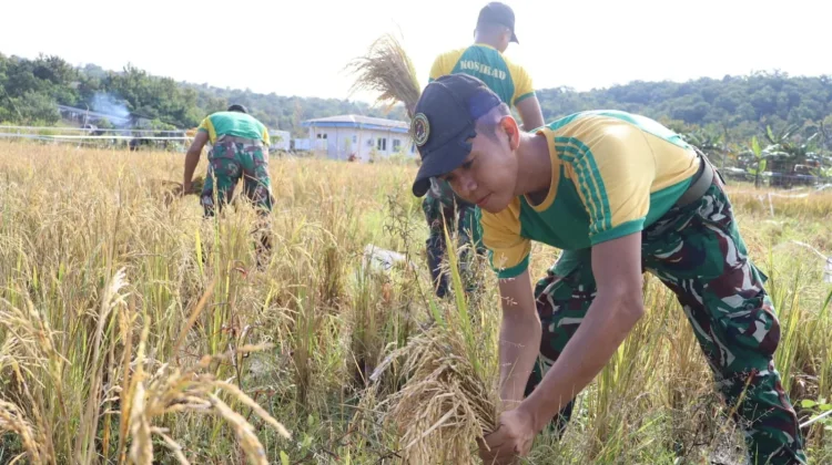 Satgas Yonarmed 12 Bantu Petani Panen di Perbatasan