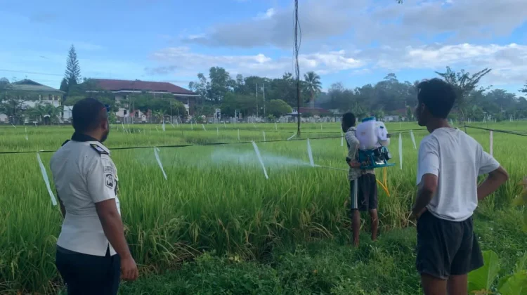 Lapas Atambua Optimis Panen Raya Awal Juni