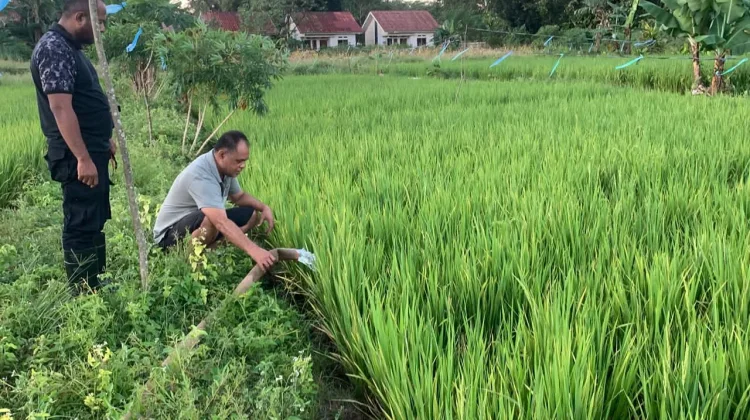 Lapas Atambua Optimis Panen Raya Awal Juni