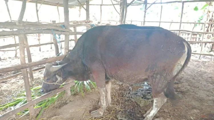 Empat Masjid di Belu Menerima Bantuan Sapi Kurban