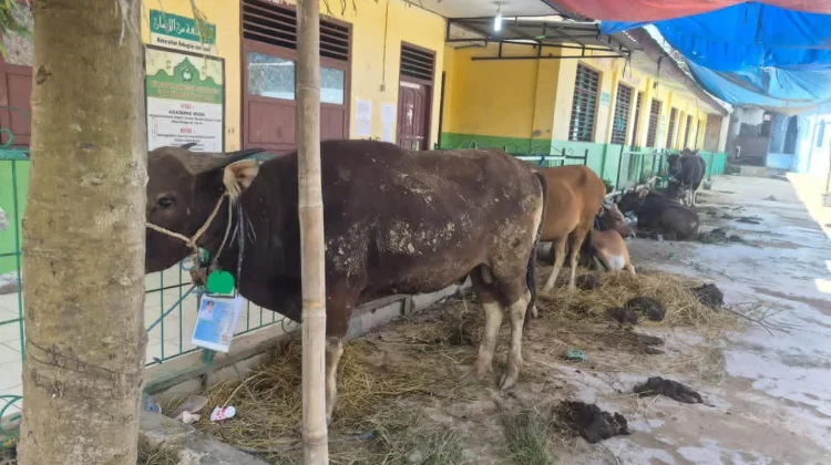 Empat Masjid di Belu Menerima Bantuan Sapi Kurban