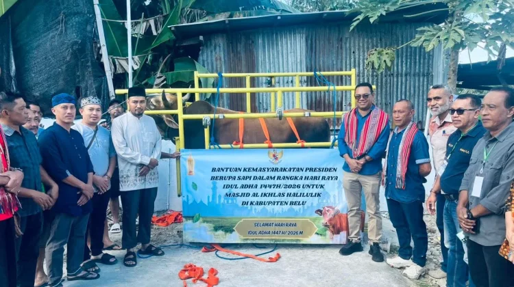 sapi dari PresidenJamaah Masjid Al-Ikhlas Halilulik Terima Sapi Presiden RI