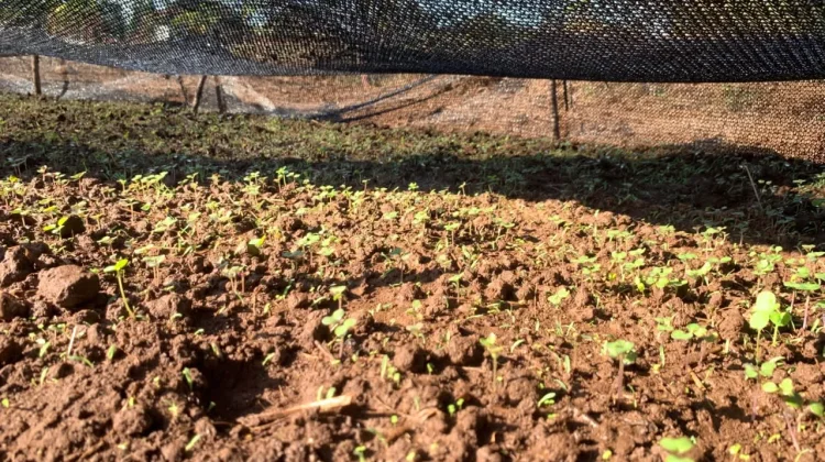 Lapas Atambua Tanam Hortikultura Dukung Ketahuan Pangan Nasional