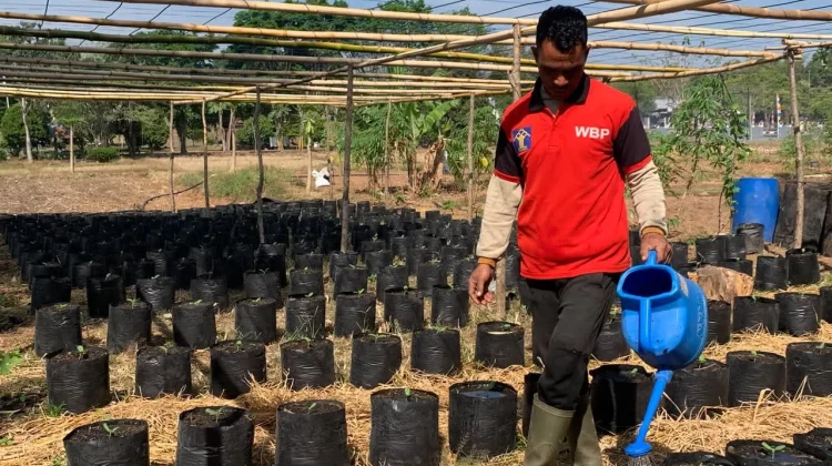 Warga Binaan Lapas Atambua Kembangkan 200 Bibit Melon di SAE
