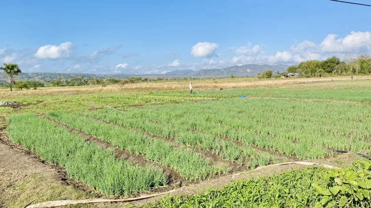 Mengenal Inggureo: Dari Penyadap Tuak hingga Menjadi Petani Sawah yang Religius
