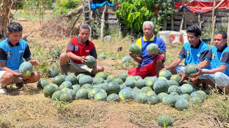 Panen 2,5 Ton Semangka, Lapas Atambua Bekali Warga Binaan Agrobisnis