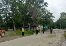 TRC BPBD Belu Geser Pohon Tumbang