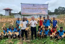 Panen Raya Jagung Lapas Atambua