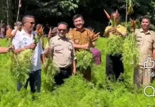 Bupati Belu dan Ketua DPRD Belu Panen Wortel Milik Petani