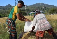 Satgas Yonarmed 12 Bantu Petani Panen di Perbatasan