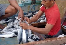 Nelayan Malaka Bertaruh Nyawa Hadapi Gelombang Tinggi