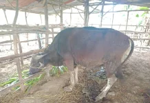 Empat Masjid di Belu Menerima Bantuan Sapi Kurban