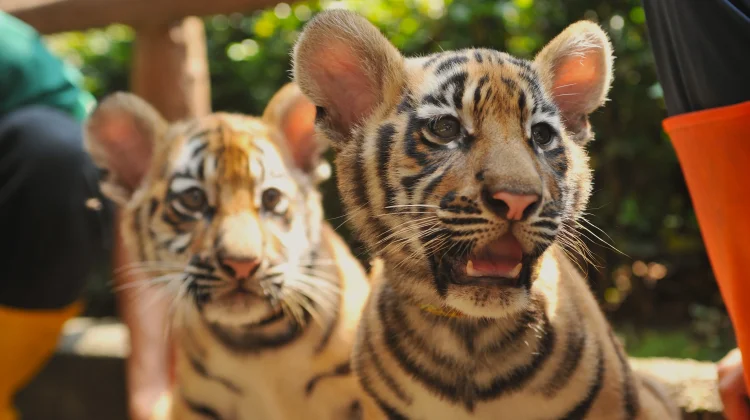 Foto Dua Anak Harimau di Bandung Zoo, Huru dan Hara Sebelum Terkena Virus dan Mati