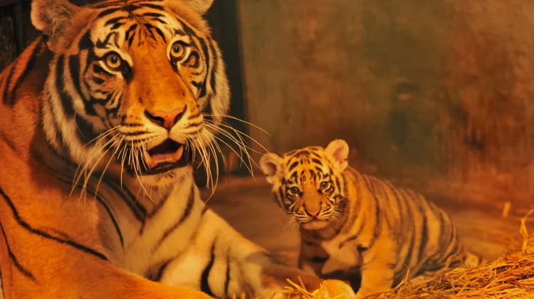 Foto Dua Anak Harimau di Bandung Zoo, Huru dan Hara Sebelum Terkena Virus dan Mati
