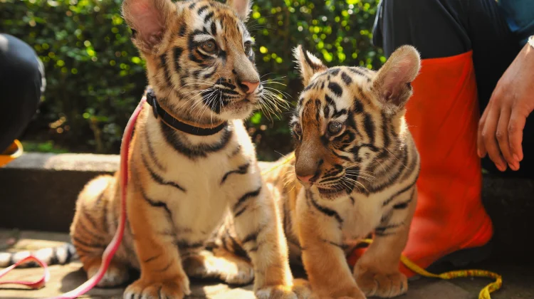 Foto Dua Anak Harimau di Bandung Zoo, Huru dan Hara Sebelum Terkena Virus dan Mati