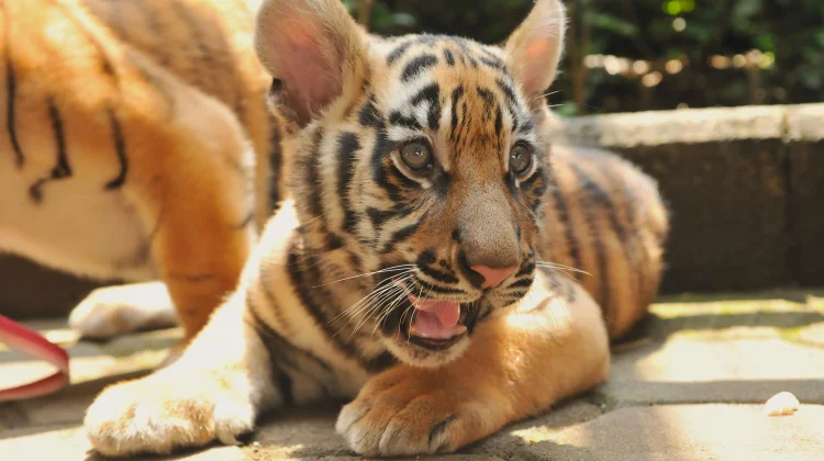 Foto Dua Anak Harimau di Bandung Zoo, Huru dan Hara Sebelum Terkena Virus dan Mati