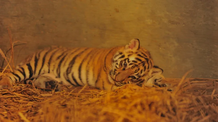 Foto Dua Anak Harimau di Bandung Zoo, Huru dan Hara Sebelum Terkena Virus dan Mati