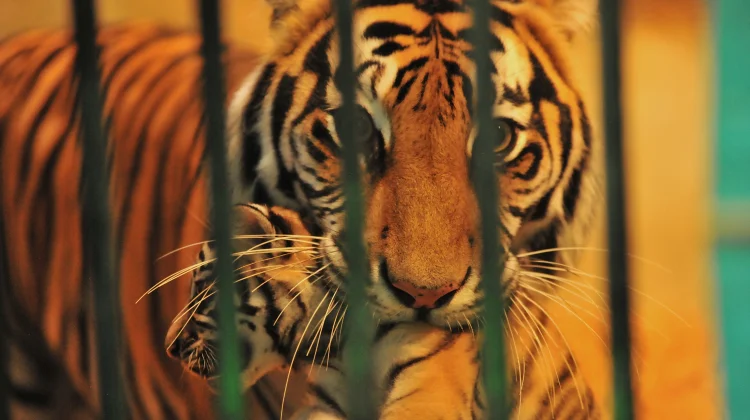 Foto Dua Anak Harimau di Bandung Zoo, Huru dan Hara Sebelum Terkena Virus dan Mati