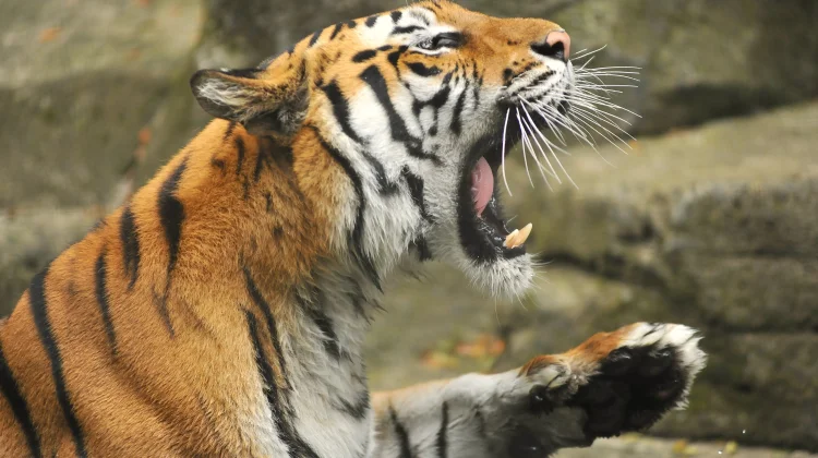 Dua Harimau Mati, Bandung Zoo Menyisakan Tiga Harimau Benggala Lainnya