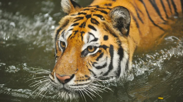 Dua Harimau Mati, Bandung Zoo Menyisakan Tiga Harimau Benggala Lainnya