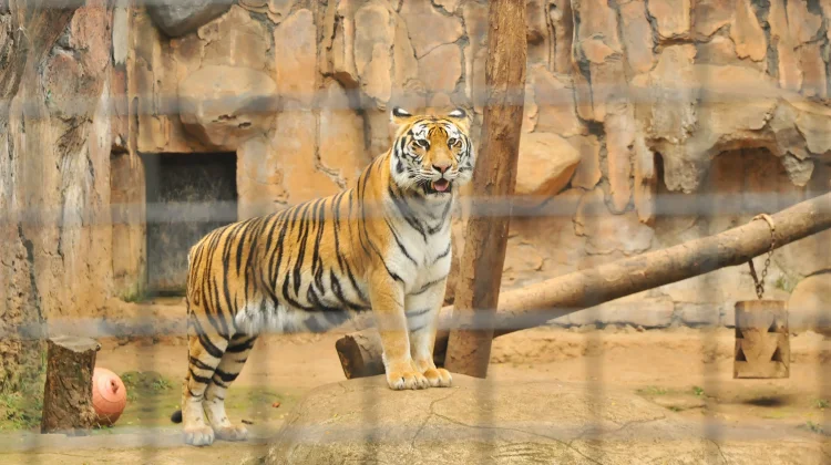 Dua Harimau Mati, Bandung Zoo Menyisakan Tiga Harimau Benggala Lainnya