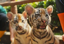 Foto Dua Anak Harimau di Bandung Zoo, Huru dan Hara Sebelum Terkena Virus dan Mati