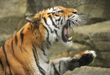 Dua Harimau Mati, Bandung Zoo Menyisakan Tiga Harimau Benggala Lainnya