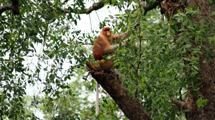 Menjaga Hutan Mangrove, Menyelamatkan Rumah Bekantan