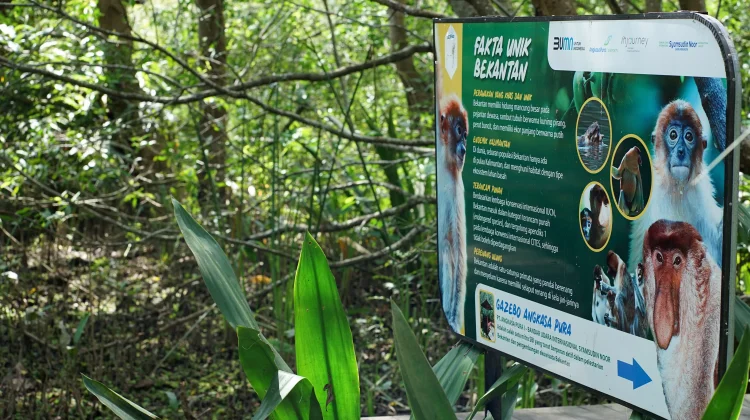 Menjaga Hutan Mangrove, Menyelamatkan Rumah Bekantan