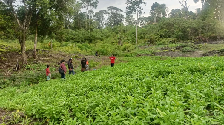 Dukung Ketahanan Pangan, Anggota DPR RI, Ruth Rumkabu Dorong Warga Biak Berkebun