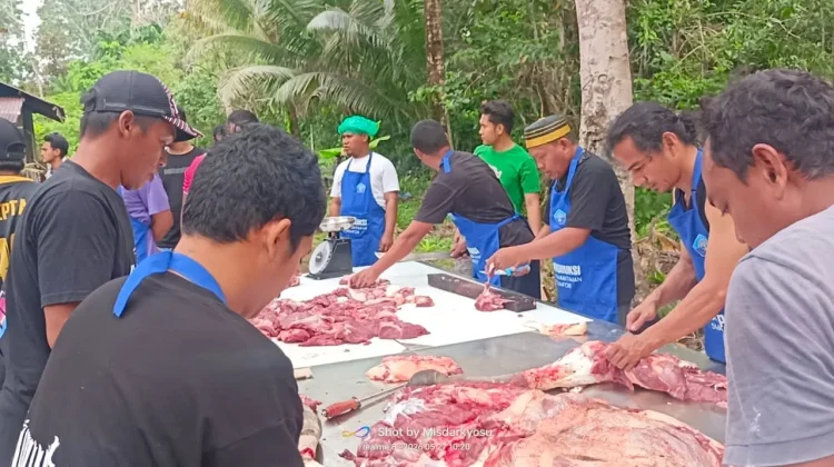 Umat Muslim di Pulau Numfor Biak, Kurban 2 Ekor Sapi