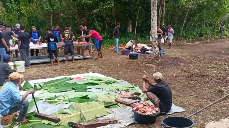 Umat Muslim di Pulau Numfor Biak, Kurban 2 Ekor Sapi