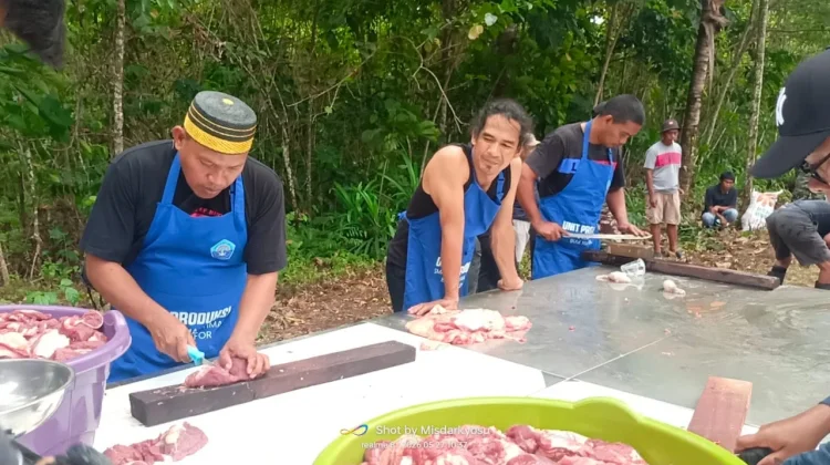 Umat Muslim di Pulau Numfor Biak, Kurban 2 Ekor Sapi