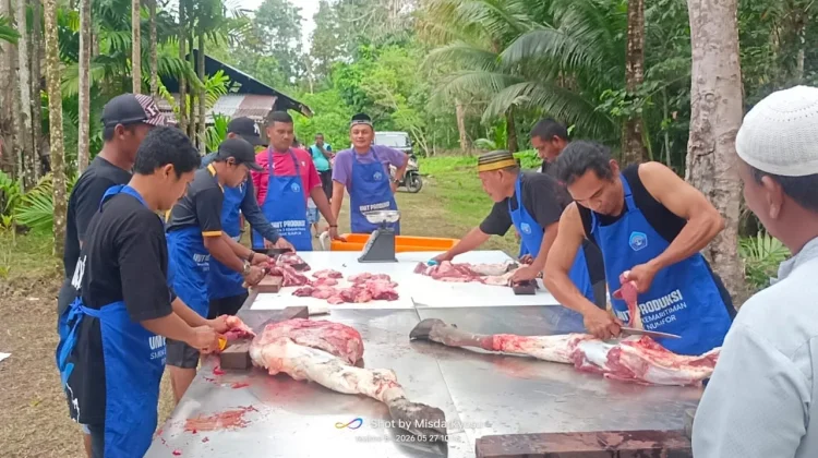 Umat Muslim di Pulau Numfor Biak, Kurban 2 Ekor Sapi