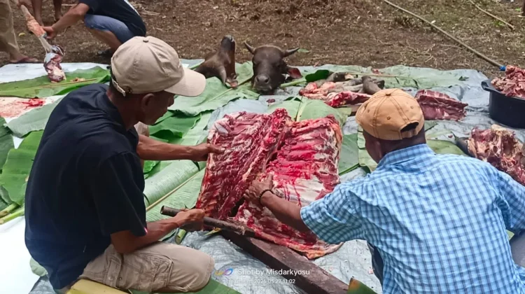 Umat Muslim di Pulau Numfor Biak, Kurban 2 Ekor Sapi