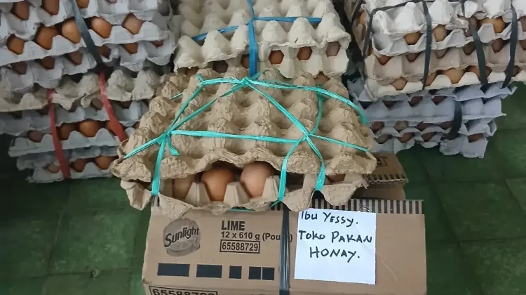 Telur Lokal Biak Disalurkan untuk Bantuan Gizi Para Korban Ledakan Dugaan Bom