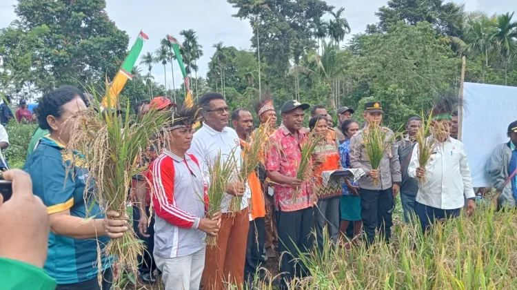 Dinas Pertanian dan Ketahanan Pangan Biak Numfor Kembangkan Budidaya Padi Ladang