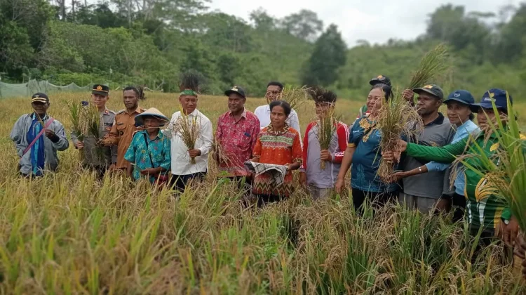 Dinas Pertanian dan Ketahanan Pangan Biak Numfor Kembangkan Budidaya Padi Ladang