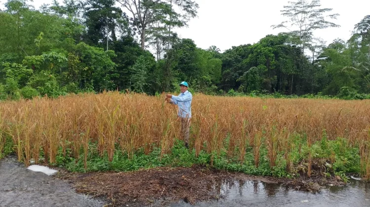 Dinas Pertanian dan Ketahanan Pangan Biak Numfor Kembangkan Budidaya Padi Ladang