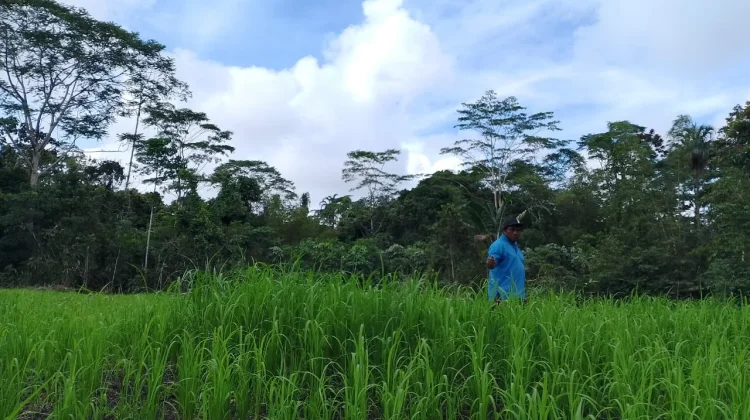 Dinas Pertanian dan Ketahanan Pangan Biak Numfor Kembangkan Budidaya Padi Ladang