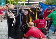 Panitia  Kurban Masjid Al Mukminin Biak Gunakan Alat Perebah Sapi