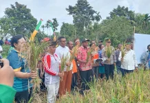 Dinas Pertanian dan Ketahanan Pangan Biak Numfor Kembangkan Budidaya Padi Ladang